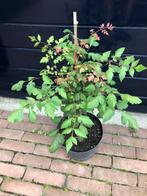 chinese vernisboom, Tuin en Terras, Planten | Bomen, Ophalen, Halfschaduw, Overige soorten, Zomer