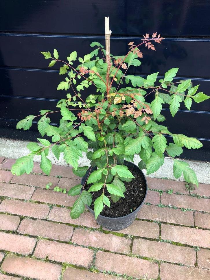 chinese vernisboom, Tuin en Terras, Planten | Bomen, Overige soorten, Minder dan 100 cm, Halfschaduw, Zomer, Ophalen
