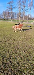 Appaloosa mini hengstje met stamboom, Hengst