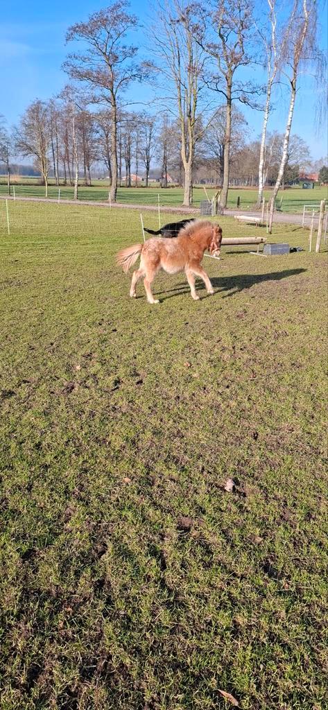 Appaloosa mini hengstje met stamboom, Dieren en Toebehoren, Paarden en Pony's | Dekhengsten en Fokmerries, Hengst