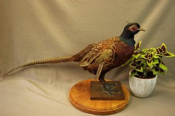 Taxidermie - Opgezette fazant beschikbaar voor biedingen
