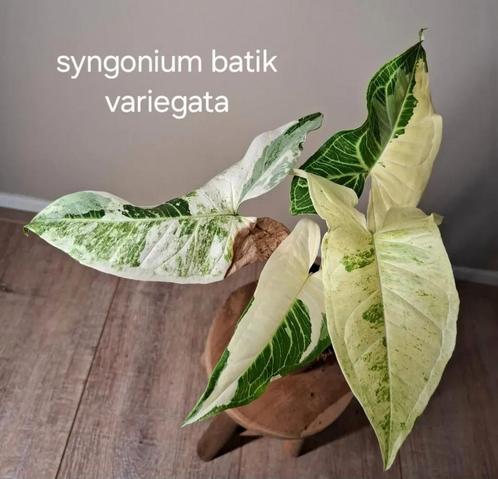 Syngonium Batik Variegata, Huis en Inrichting, Kamerplanten, Ophalen of Verzenden