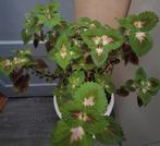 Siernetel plant, Tuin en Terras, Ophalen, Overige soorten, Volle zon