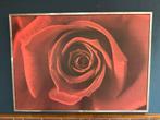 Prachtige Roos Kunst aan de Muur. Gratis!, Ophalen of Verzenden
