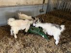 Nederlandse Landgeit bokjes te koop, Dieren en Toebehoren, Schapen, Geiten en Varkens, Mannelijk, Geit, 0 tot 2 jaar