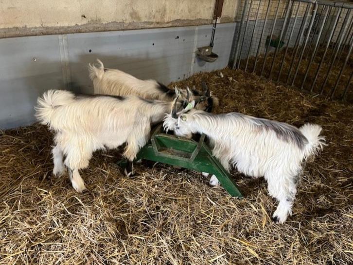 Nederlandse Landgeit bokjes te koop, Dieren en Toebehoren, Schapen, Geiten en Varkens, Geit, Mannelijk, 0 tot 2 jaar