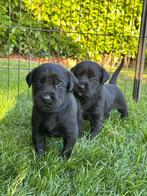 Prachtige Herder x Labrador pups, Dieren en Toebehoren, Honden | Herdershonden en Veedrijvers, Rabiës (hondsdolheid), 8 tot 15 weken
