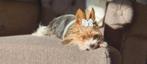 Yorkshire terrier biewer/ black and tan puppies, Dieren en Toebehoren, Honden | Jack Russells en Terriërs, Yorkshire Terriër, Rabiës (hondsdolheid)