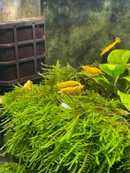 Neocaridina Yellow Backline garnalen, Dieren en Toebehoren, Vissen | Aquariumvissen, Kreeft, Krab of Garnaal, Zoetwatervis, Schoolvis