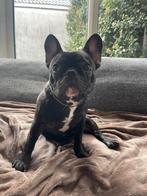 French Bulldog puppy (lady), Parvo, 15 weken tot 1 jaar, Teef, Bulldog