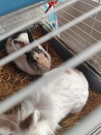 Goed huisje gezocht voor 2 konijntjes, Dieren en Toebehoren, Knaagdieren, Augustus, Meerdere dieren, Overige typen, Tam