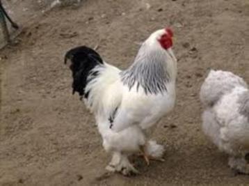 Grote JONGE Brahma hanen beschikbaar voor biedingen