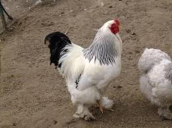 Grote JONGE Brahma hanen, Dieren en Toebehoren, Pluimvee, Kip, Mannelijk