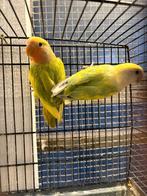 Agapornis rosecollies man / pop, Dieren en Toebehoren, Geslacht onbekend, Dwergpapegaai of Agapornis