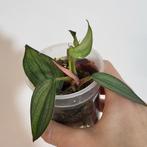 Philodendron burle marx fantasy, Ophalen of Verzenden, Halfschaduw, Minder dan 100 cm