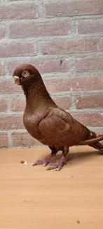 Koppel, Dieren en Toebehoren, Vogels | Duiven, Meerdere dieren