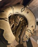 Python regius vrouw clown, Dieren en Toebehoren, Reptielen en Amfibieën, Slang, 0 tot 2 jaar