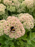 Sedum spectabilé rosebloeiend 6 stuks 10,00, Vaste plant, Halfschaduw, Herfst, Ophalen