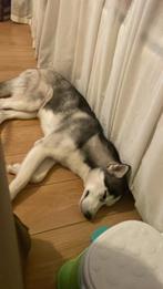 Siberische huskey, Rabiës (hondsdolheid), 1 tot 2 jaar, Eén hond, Nederland