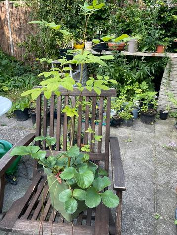 Mooi boompje voor op het balkon of in de tuin. Gifvrij beschikbaar voor biedingen