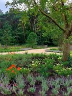 Klein tuinonderhoud, Diensten en Vakmensen, Tuinmannen en Stratenmakers, Tuinonderhoud of Snoeiwerk