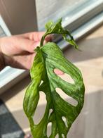 Monstera adansonni mint (monkey leaf)plantenstek ongeworteld, Huis en Inrichting, Kamerplanten, Ophalen of Verzenden, Overige soorten
