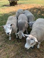 Te koop dekrammen Engelse x Nederlandse Texelaar, Dieren en Toebehoren, Schapen, Geiten en Varkens, Mannelijk, Schaap, 0 tot 2 jaar