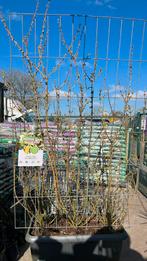 Forsythia kant en klaar scherm 180 cm hoog en 120 cm breed, Tuin en Terras, Planten | Bomen, Ophalen, Overige soorten, 100 tot 250 cm