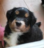 Kruising Bernedoodle - Border Collie pups   #Bordoodle pups, Dieren en Toebehoren, Honden | Retrievers, Spaniëls en Waterhonden