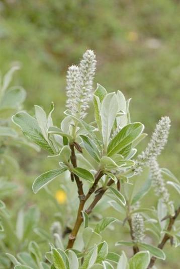 Salix helvetica apart grijsbladig Dwergwilgje beschikbaar voor biedingen