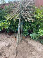 Lei fruit. Lei plataan. Lei Liquidambar. Lei laurier, Ophalen of Verzenden, Halfschaduw, Leiboom, 100 tot 250 cm