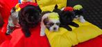 Super leuke boomer puppies, Overige rassen, CDV (hondenziekte), 8 tot 15 weken, Meerdere