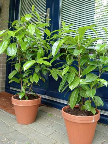 10 laurierplanten beschikbaar voor biedingen