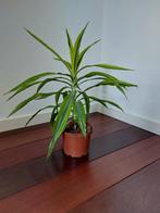 Dracaena lemon kamerplant, 65 cm hoog, Overige soorten, Minder dan 100 cm, Groene kamerplant, Halfschaduw