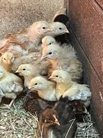 New Hampshire kuikens kippen kuikentjes, Dieren en Toebehoren, Pluimvee, Geslacht onbekend, Kip