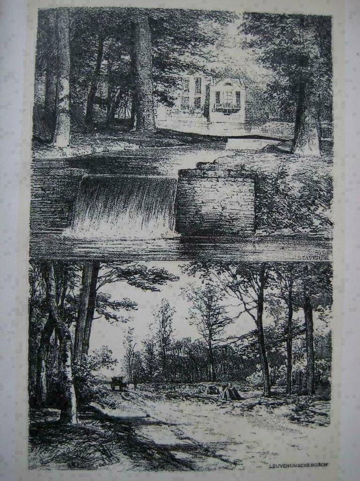 117 / Staverde  / Leuvenumsebos /  Litho 1884, Antiek en Kunst, Kunst | Litho's en Zeefdrukken, Ophalen of Verzenden