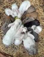 Diverse lieve jonge dwergkonijnen, Dieren en Toebehoren, Konijnen, Meerdere dieren, Dwerg, Hangoor, 0 tot 2 jaar