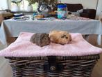 lieve jonge (california) cavia's/zeugjes! 2x zeugje 4 weken, Dieren en Toebehoren, Vrouwelijk, Cavia, Na 1 juli 2024, Tam