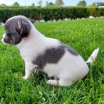 3 mooie chihuahua pups 1 bonte en 2 blauwe pups, Dieren en Toebehoren, Honden | Chihuahua's en Gezelschapshonden, Rabiës (hondsdolheid)