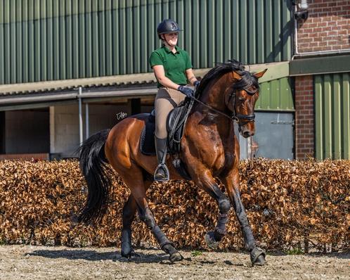 OPLEIDEN / TRAINEN – UITBRENGEN OP WEDSTRIJDEN – VERKOOP, Dieren en Toebehoren, Paarden en Pony's | Overige Paardenspullen, Nieuw