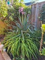 Mooie grote palmlelie (yucca filamentosa) 🌴, Tuin en Terras, Planten | Tuinplanten, Volle zon, Vaste plant, Zomer, Ophalen