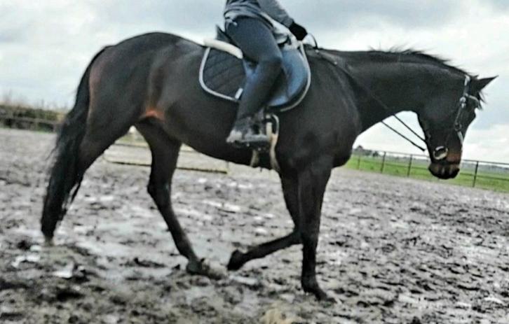 Dekens,hoofdstel full ,zadel 17,5inch, Dieren en Toebehoren, Paarden en Pony's | Overige Paardenspullen, Zo goed als nieuw, Overige soorten