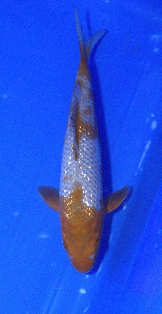 Ginrin Ochiba, Dieren en Toebehoren, Vissen | Vijvervissen, Karper of Koi