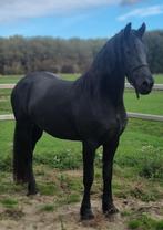 Friese merrie 3 jarige Stb Ster, Merrie, Gechipt, Dressuurpaard, 3 tot 6 jaar