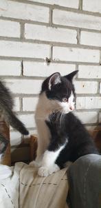 Kittens, Dieren en Toebehoren