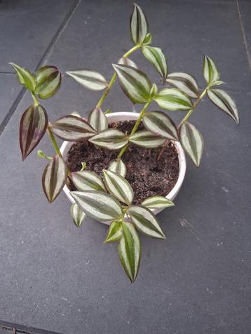 Tradescantia  - Hangplant beschikbaar voor biedingen