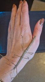 Wandelende takken, Dieren en Toebehoren, Reptielen en Amfibieën, Overige soorten, Met terrarium, 0 tot 2 jaar