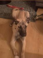 Anatolische herder, Dieren en Toebehoren, Honden | Herdershonden en Veedrijvers, Particulier, Rabiës (hondsdolheid), 15 weken tot 1 jaar