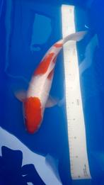 Japanse koi Kohaku, Dieren en Toebehoren, Karper of Koi
