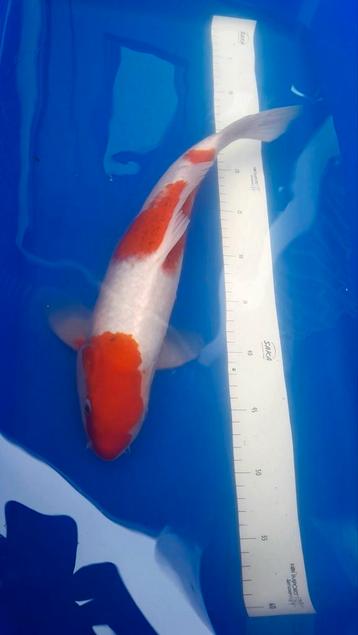 Japanse koi Kohaku beschikbaar voor biedingen
